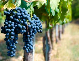 Immagine 3 di CAPRIANO DEL COLLE D.O.C. ROSSO RISERVA 1884 SAN MICHELE