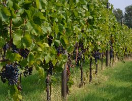 Immagine 2 di ROSSO EMILIA I.G.T. INVENTATO UCCELLAIA VINI