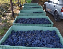 Immagine 3 di ROSSO EMILIA I.G.T. INVENTATO UCCELLAIA VINI