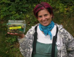 Immagine 1 di ALLEVAMENTO  DI CHIOCCIOLE RAZZA HELIX ASPERSA MAXIMA  BIO AGRI 2M