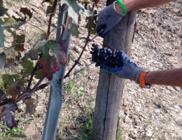 Immagine 3 di BAROLO D.O.C.G. LAZZARITO VIGNA PREVE PODERI GIANNI GAGLIARDO