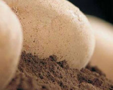 Immagine 1 di Patata della Sila I.G.P.