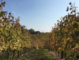 Immagine 3 di COLLINA DEL MILANESE VERDE' I.G.T. BIANCO FRIZZANTE PODERI DI SAN PIETRO