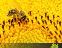 Immagine 4 di I NETTARI BIO FIORI DELLE ALPI BIO APICOLTURA LE QUERCE