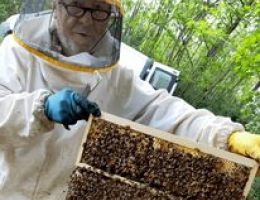 Immagine 5 di I NETTARI BIO FIORI DELLE ALPI BIO APICOLTURA LE QUERCE