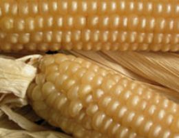 Immagine 4 di FARINA DI MAIS MARANO AGRI RIVA RATTA