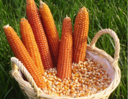 Immagine 1 di FARINA DI MAIS MARANO AGRI RIVA RATTA