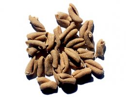 Immagine 4 di VARIETA' DI PASTA BIO DI GRANO DURO INTEGRALE SENATORE CAPPELLI TRAFILATA AL BROZO  CON LENTA ESSICATURA  AGRI  BIO ORLANDINI