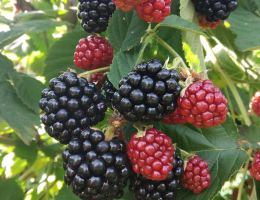 Immagine 3 di PICCOLI FRUTTI AGRI FRUTTI ALTA VAL CAMONICA