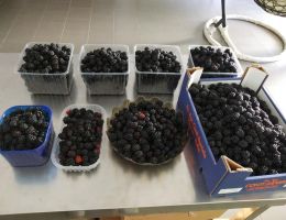 Immagine 4 di PICCOLI FRUTTI AGRI FRUTTI ALTA VAL CAMONICA