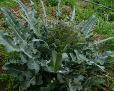 Immagine 1 di BROCCOLO FIOLARO DI CREAZZO AGRI RIVA RATTA