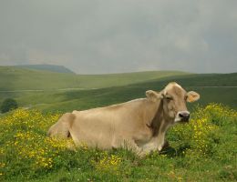 Immagine 2 di GRANA PADANO D.O.P.