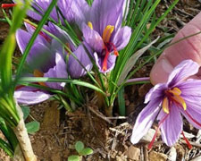 Immagine 1 di ZAFFERANO CROCO DEL PERUGINO