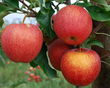 Immagine 1 di ANTICHE MELI PIEMONTESI AGRI IL FRUTTO PERMESSO