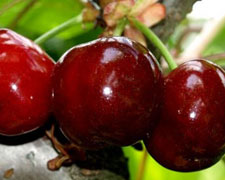 Immagine 1 di CILIEGE DI PECETTO