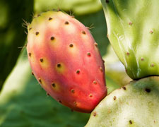 Immagine 1 di Ficodindia di San Cono D.O.P.