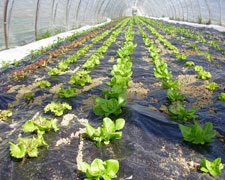 Immagine 1 di Frutta & Verdura di Stagione