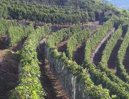 Immagine 2 di VALCAMONICA BLANC DE BLANCS BRUT SUPREMO METODO CLASSICO I CULTIVAR DELLE VOLTE