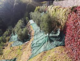 Immagine 2 di OLIO EXTRAVERGINE DI OLIVA CULTIVAR GRIGNANO QUALITA' SUPERIORE AGRICOLA SCRALECA