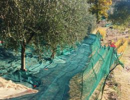 Immagine 3 di OLIO EXTRAVERGINE DI OLIVA CULTIVAR GRIGNANO QUALITA' SUPERIORE AGRICOLA SCRALECA