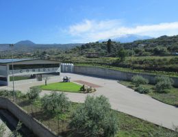 Immagine 2 di OLIO EXTRAVERGINE DI OLIVA BIO D.O.P. MONTE ETNA DI CATEGORIA SUPERIORE COSOLI