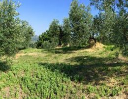 Immagine 2 di OLIO EXTRAVERGINE DI OLIVA SABINA D.O.P.