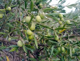 Immagine 2 di OLIO EXTRAVERGINE DI OLIVA CULTIVAR UOVO DI PICCIONE DI CATEGORIA SUPERIORE