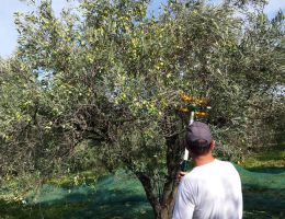 Immagine 3 di OLIO EXTRAVERGINE DI OLIVA CULTIVAR UOVO DI PICCIONE DI CATEGORIA SUPERIORE