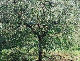 Immagine 4 di OLIO EXTRAVERGINE DI OLIVA BIO BLEND DI  QUALITA' SUPERIORE