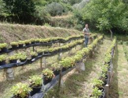 Immagine 4 di LIQUORE FRAGOLINO DEL CILENTO
