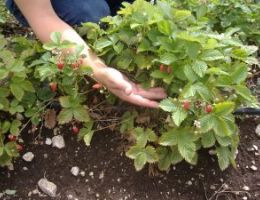 Immagine 5 di LIQUORE FRAGOLINO DEL CILENTO