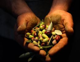 Immagine 2 di OLIO EXTRAVERGINE DI OLIVA QUALITA' SUPERIORE