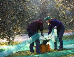 Immagine 4 di OLIO EXTRAVERGINE DI OLIVA DI RIPA ORCIA QUALITA' SUPERIORE