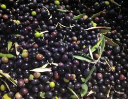 Immagine 5 di OLIO EXTRAVERGINE DI OLIVA DI RIPA ORCIA QUALITA' SUPERIORE