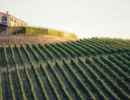 Immagine 4 di LE BALZE TERRE DI PISA ROSSO D.O.C.