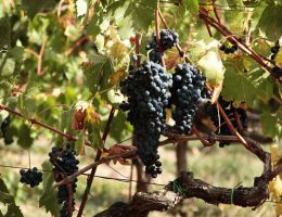 Immagine 3 di CHIANTI CLASSICO RISERVA D.O.C.G.