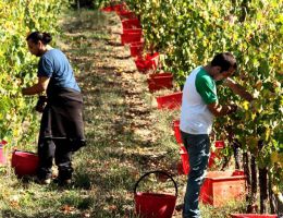 Immagine 4 di CHIANTI CLASSICO RISERVA D.O.C.G.