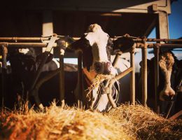 Immagine 5 di PARMIGIANO REGGIANO D.O.P. 18 MESI STAGIONATURA CASEIFICIO MEZZADRI