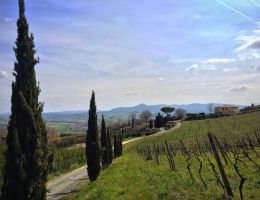 Immagine 2 di MONTESCUDAIO ROSSO D.O.C. SPAZZAVENTO