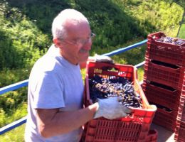 Immagine 3 di MONTESCUDAIO ROSSO D.O.C. SPAZZAVENTO