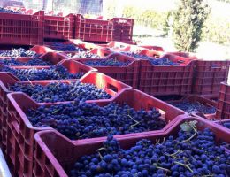 Immagine 4 di MONTESCUDAIO ROSSO D.O.C. SPAZZAVENTO