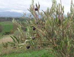 Immagine 3 di OLIO EXTRAVERGINE DI OLIVA QUALITA' SUPERIORE DI PARMA