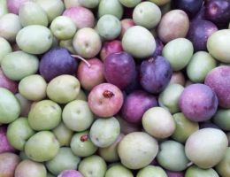 Immagine 1 di OLIO EXTRAVERGINE DI OLIVA QUALITA' SUPERIORE DI PARMA