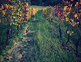 Immagine 2 di SAN BARTOLOMEO I.G.T. ROSSO TOSCANA