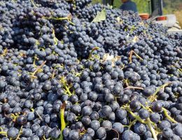 Immagine 3 di SAN BARTOLOMEO I.G.T. ROSSO TOSCANA