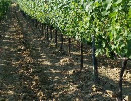 Immagine 4 di SAN BARTOLOMEO I.G.T. ROSSO TOSCANA