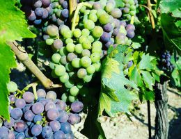 Immagine 5 di SAN BARTOLOMEO I.G.T. ROSSO TOSCANA