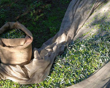 Immagine 2 di OLIO EXTRAVERGINE DI OLIVA TOSCANO I.G.T