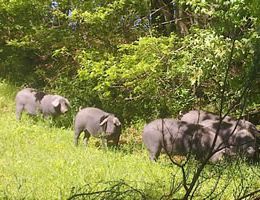 Immagine 4 di PROSCIUTTO CRUDO DA SUINO NERO DI PARMA 24 MESI