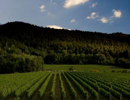 Immagine 3 di TRIBOLO ORCIA D.O.C. SANGIOVESE